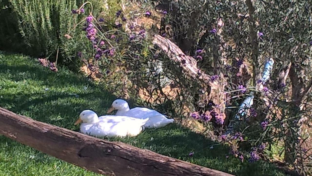 Piccolo Relais Galletto Di Marzo Spa E Relax Solo Per Due Paciano Bagian luar foto